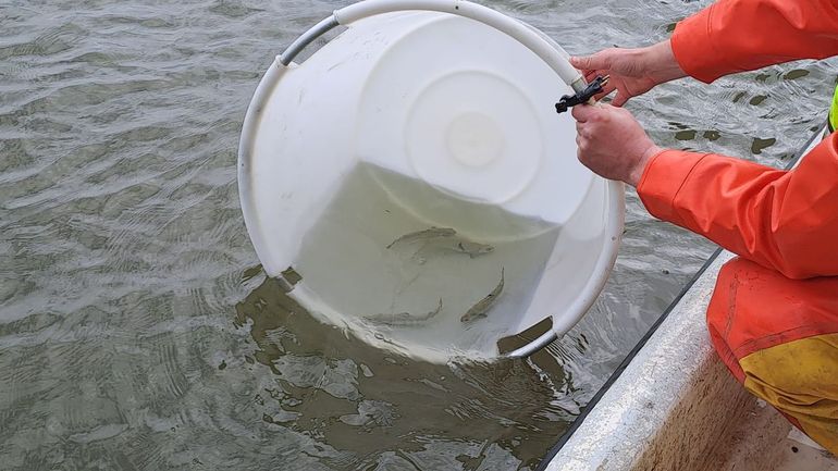 Bij Numansdorp worden gezenderde jonge zalmen (smolts) uitgezet voor hun trek naar de Noordzee