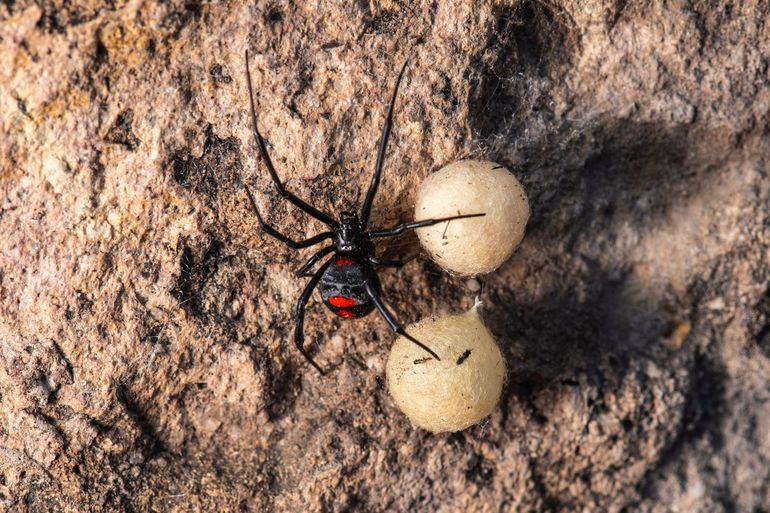 Latrodectus lucacha met eikapsels, Ecuador. Deze foto komt uit de databank van iNaturalist
