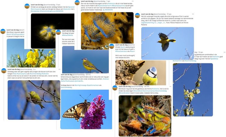 Wat van de geelblauwe foto's van soorten van de dag