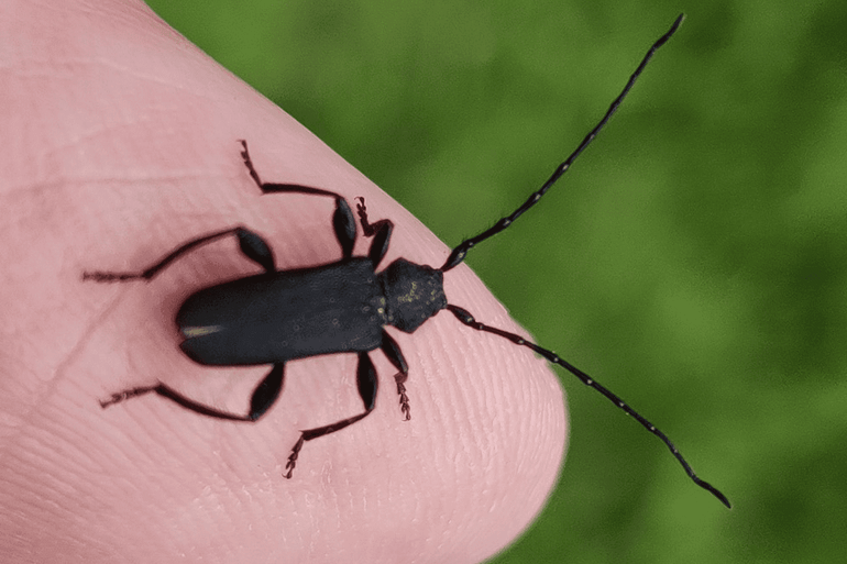 Zwarte knotsdijboktor (Ropalopus clavipes), gevonden in een Leids voedselbos