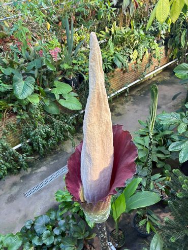 Bloeiwijze van Amorphophallus decus-silvae