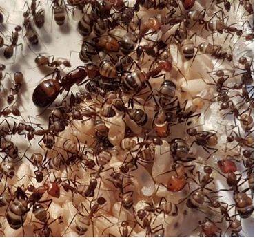 Kolonie van Camponotus nicobarensis met broed (eitjes, larven, cocons) minor en major werksters, en de koningin