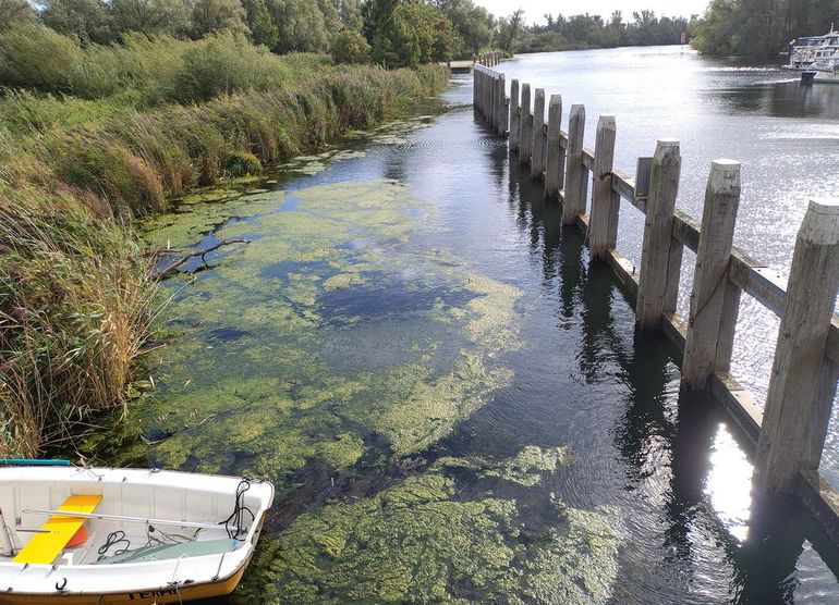 Ulva-soorten groeien ook in zoet water