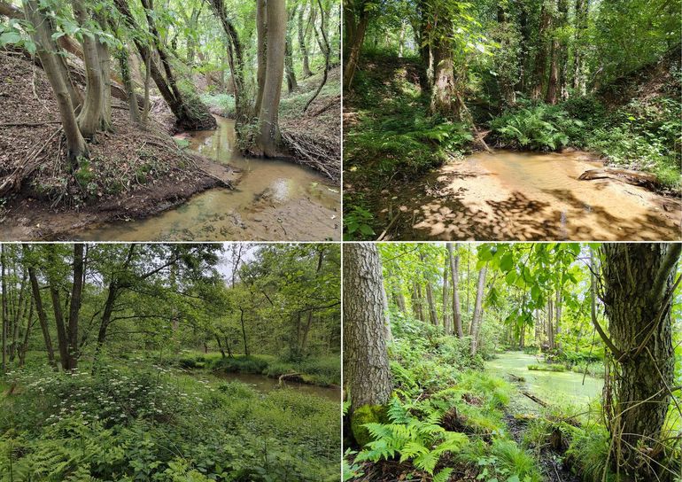 Collage van wilde bomen in verschillende biotopen