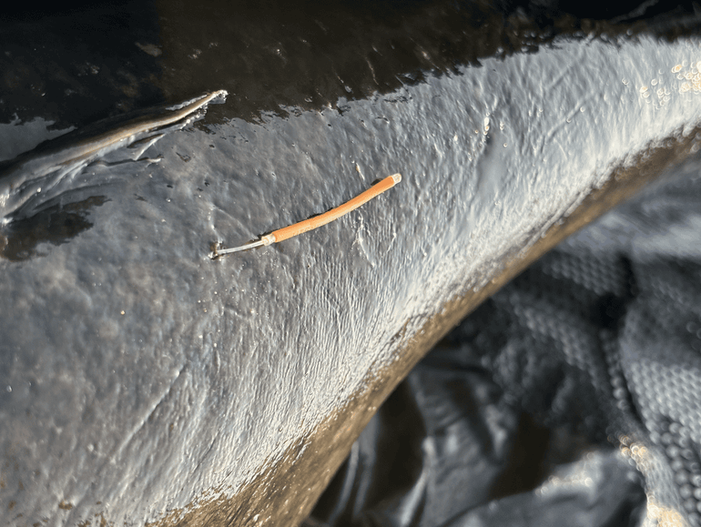 Een gemerkte meerval