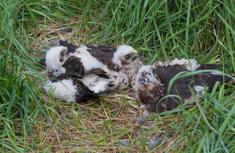 De drie jonge grauwe kiekendieven in het nest in extensief grasland in Overijssel