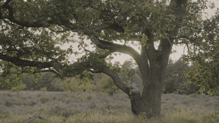 Ecoloog en filosoof Matthijs Schouten legt uit hoe de eikenprocessierups en de zomereik deel uitmaken van een veel groter ecosysteem