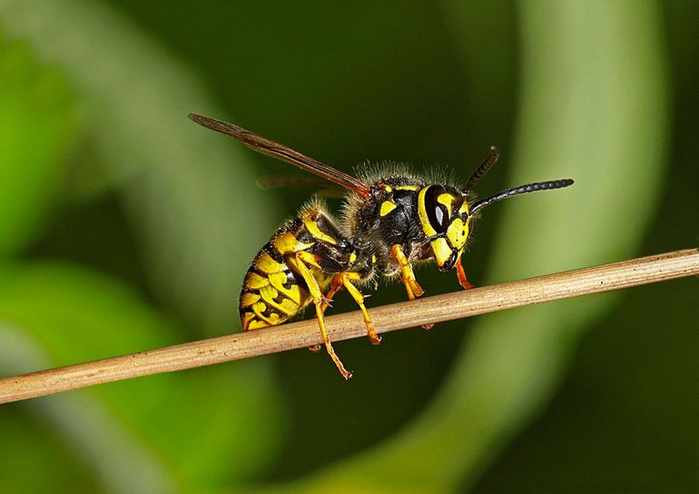 Een Duitse wesp, een van de limonadewespen die de meeste mensen kennen uit de nazomer op het terras