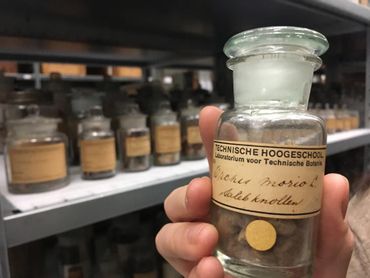 Salepknollen in de collectie van Naturalis