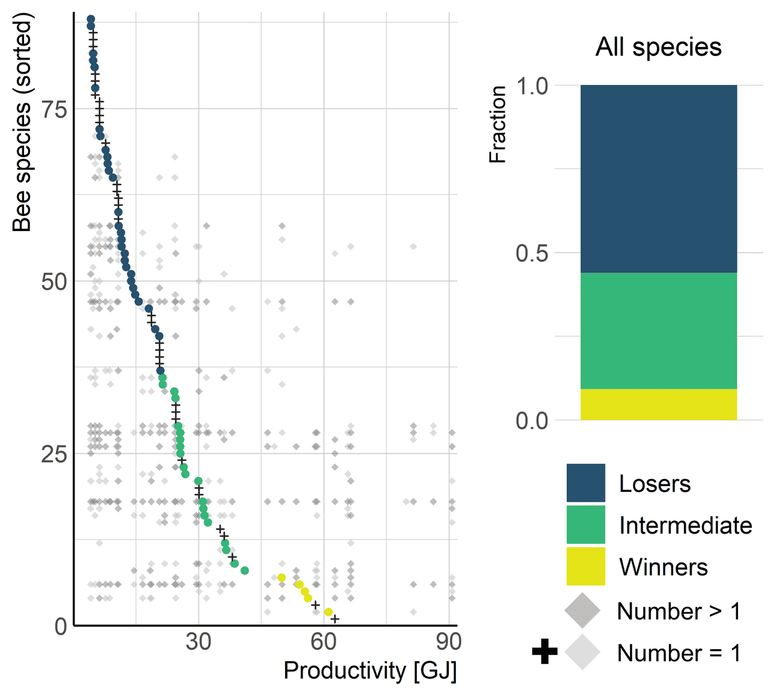 The extent of biodiversity loss due to intensification (increasing productivity) is shown by the distributions of individual species. The left graph shows, as an example, the 88 species of bees found in this study. Each species is listed on its own row. Gray dots indicate the locations where the species occurred, and the coloured dot is the center point of these locations (the productivity at which the species occurred the most). No center point was determined if a species was found only once. Of all insect species in this study (the right graph), 56 per cent are ‘losers’ that occur mainly at low productivity levels. Most of these species disappear when the productivity increases. Only 9 per cent of all species are ‘winners’ that are usually widespread, but occur most frequently on highly productive (intensively managed) grasslands. Species in the ‘intermediate group’ (35 per cent) occur most frequently at average productivity. Most of them also decline under intensive land use