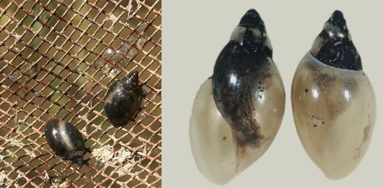 Puntige blaashoren. Links: levende exemplaren opgeschept met een keukenzeef, rechts: het huisje is duidelijk 'verkeerd om' of 'spiegelbeeldig' gewonden, oftewel linksgewonden