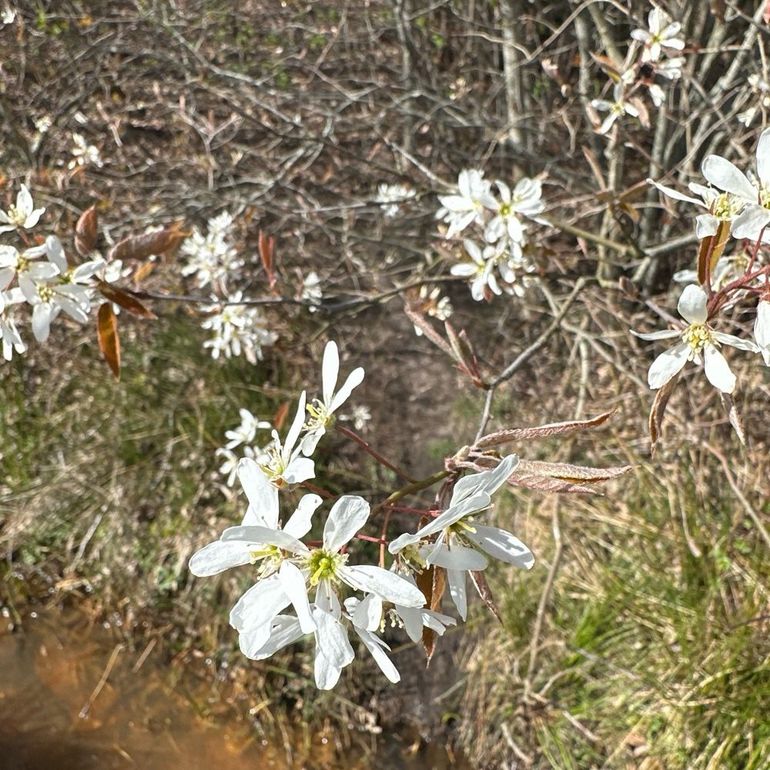 De bladeren van het Amerikaans krentenboompje zijn bij het uitlopen bruinachtig rood, later kleuren deze pas groen