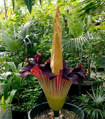 Bloeiwijze van Amorphophallus titanum