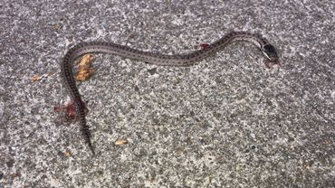Een dode gladde slang op betonfietspad op de Cartierheide (Noord-Brabant); één van de vele, jaarlijks door fietsers overreden exemplaren in dit gebied 