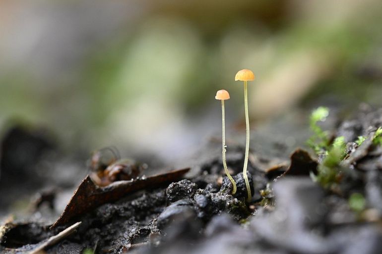 Deze twee oranje dwergmycena's zijn misschien net een centimeter hoog