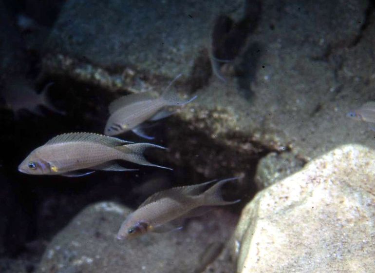 Three juvenile Neolamprologus pulcher