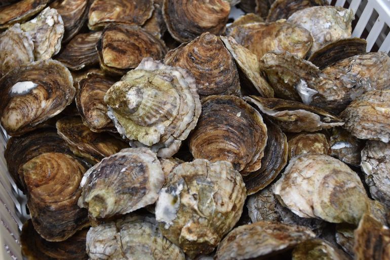 De Europese platte oester