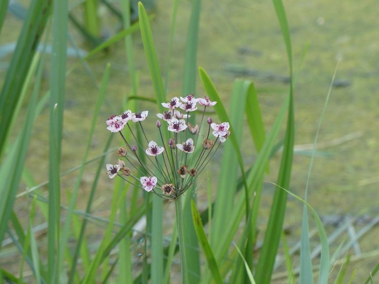 Door de mooie bloemen is zwanenbloem een graag aangeplante soort rond tuinvijvers. Mede daarom was de plant tot vrij recent een door de Flora- en Faunawet (nu: Omgevingswet) beschermde soort