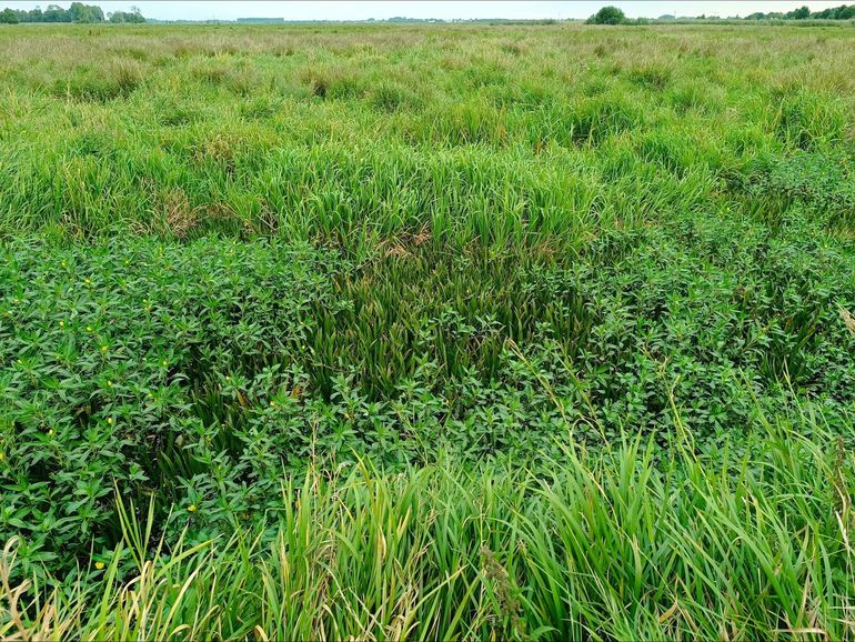 Waterteunisbloem verdringt krabbenscheer