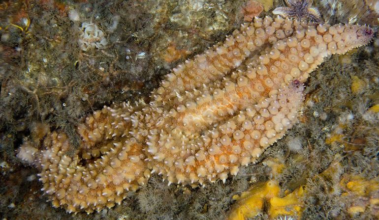IJszeester (Marthasterias glacialis). Nieuwe grote zeester voor de Nederlandse Noordzee (tot 70 centimeter doorsnee), aangetroffen op scheepswrakken op het Nederlandse deel van de Doggersbank