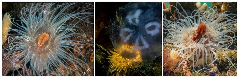 Onder andere in het Grevelingenmeer leven mooie, maar niet onschuldige bloemdieren. Links: Weduweroos met wijde mond; midden: Slibanemoon slokt Oorkwal op;  rechts: Weduweroos eet een rode mosdierkolonie