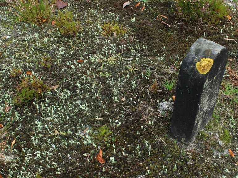 Korstmossen op de grond en op een kalkstenen paaltje op begraafplaats Elspeet