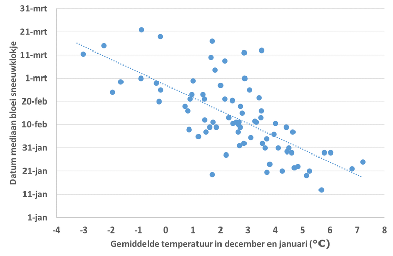 Figuur 1: Relatie tussen de gemiddelde temperatuur in december en januari en de mediaan (middelste waarneming in een jaar) van de bloeiwaarnemingen van het gewoon sneeuwklokje