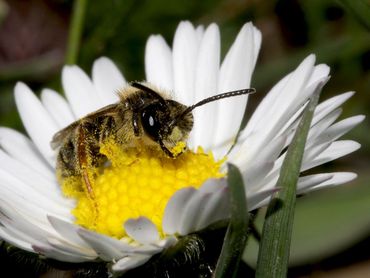 Bijen hebben, met andere insecten, een belangrijke functie als bestuiver
