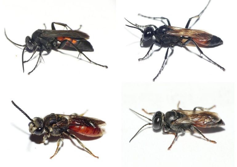 Vier lookalikes van wantsendoders. Van links naar rechts, boven: roodzwarte borstelspinnendoder, gewone aardrupsendoder. Onder: grote bloedbij en kakkerlakkendoder (een sprinkhanendoder die op kakkerlakken jaagt)