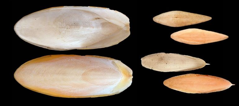 De drie het meest op onze stranden aanspoelende inktvisrugschilden. Links: Gewone zeekat (Sepia officinalis), rechtsboven: Sierlijke zeekat (Sepia elegans); rechtsonder: Gedoornde zeekat (Sepia orbignyana) - let op het scherpe puntje