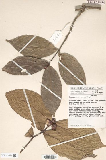 Eugenia kameruniana Engl., een klein struikje dat pas recentelijk is verdwenen, maar in 1970 en 1987 nog werd verzameld in Kameroen