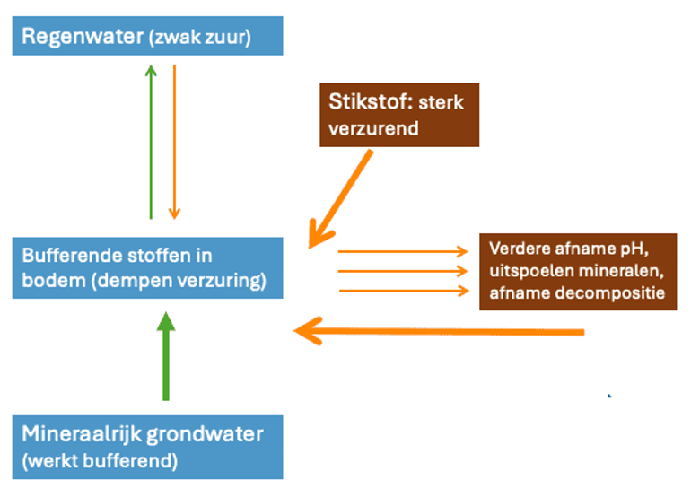 Verzuring is een natuurlijk proces. Bufferende stoffen in de bodem dempen de zuren uit regenwater. Mineraalrijk grondwater ondersteunt de bufferende werking. Stikstof werkt sterk verzurend en kan de balans verstoren. Verzuring is een zichzelf versterkend proces. Mineralen spoelen uit, strooisel breekt minder goed af en de bodem verzuurt verder