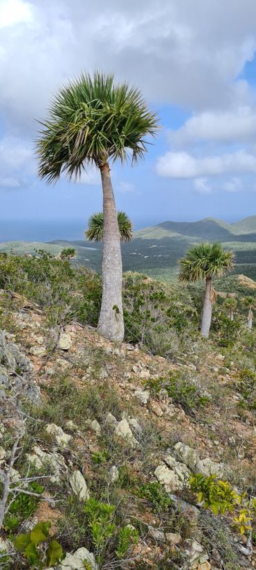 De endemische Sabal antillensis die alleen op Curaçao voorkomt