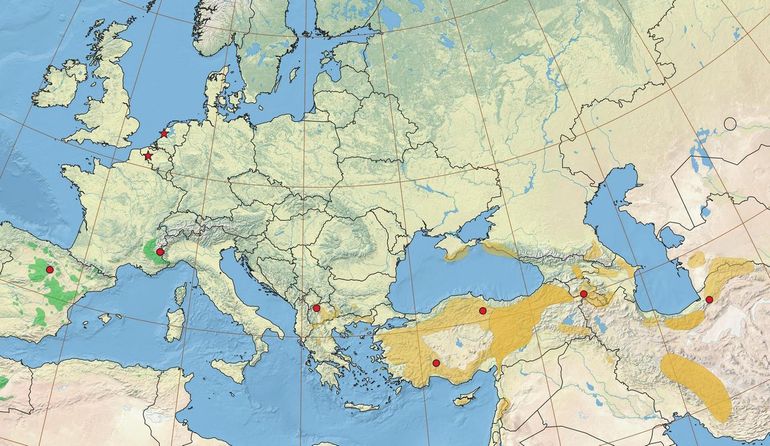 Bekende vondsten van het pedaalmotje Argyresthia impura (rode stippen) geprojecteerd op de verspreiding van Spaanse (groen) en Griekse (oranje) jeneverbes. De Waarnemingen in Nederland en België zijn aangegeven met een asterisk