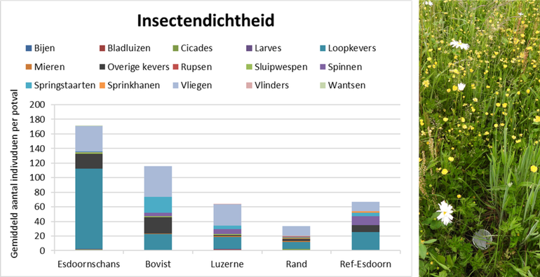 Figuur 2. Gemiddeld aantal insecten per potval per perceel. Experiment: Bovist en Esdoornschans, Ref-Esdoorn: referentie perceel Esdoornschans, Luzerne en Rand: akkerrand langs luzerneperceel. Rechts: een potval geplaatst in de Bovist in juni 2021