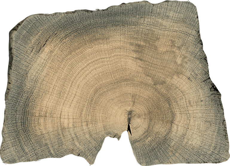 Een langzaam gegroeide eik met veel jaarringen