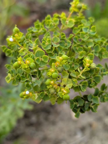 Bloeiwijze van Zandwolfsmelk, met daarin de bolvormige vruchtjes