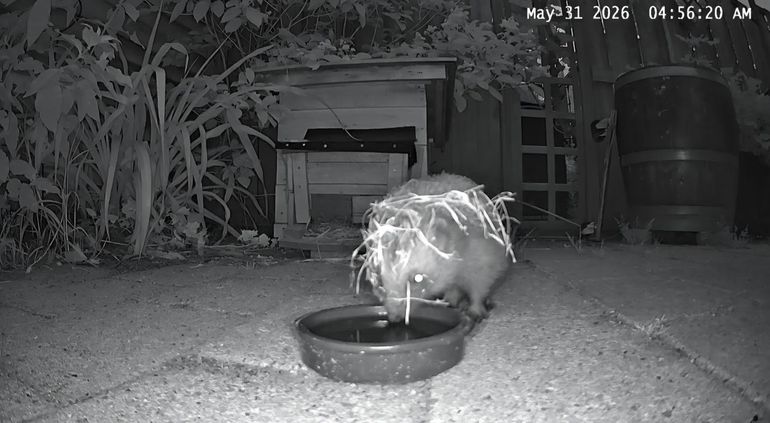 Deze egel heeft zijn onderkomen verlaten om wat water te drinken en werd vastgelegd met een wildcamera