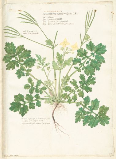Stinkende gouwe (Chelidonium majus)