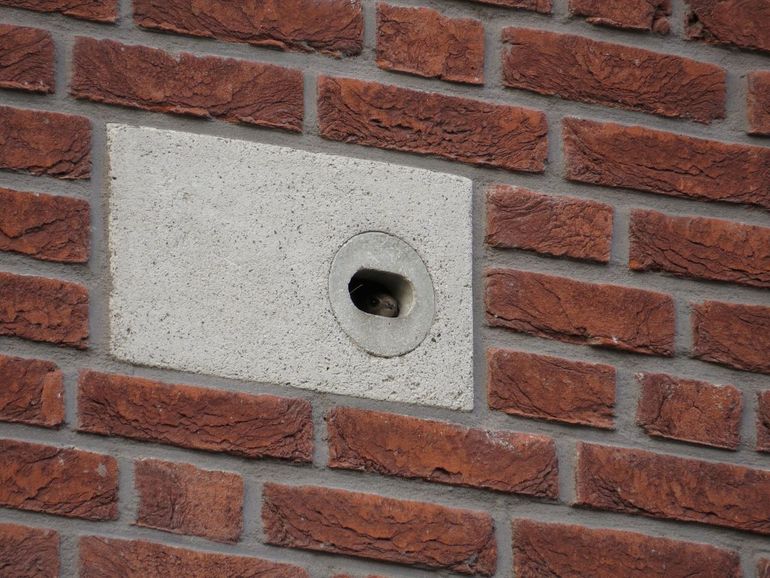 Gierzwaluw in neststeen