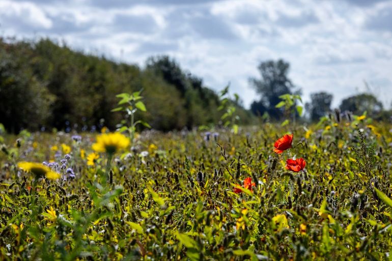 Kruidenrijke akkerrand met in de achtergrond de struweelhaag