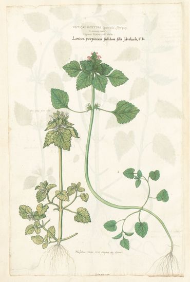 Paarse dovenetel (Lamium purpureum)