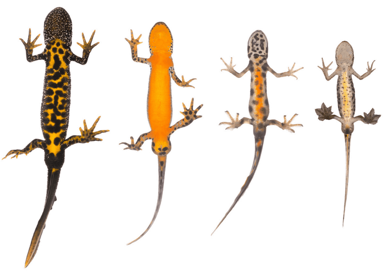 De vier inheemse watersalamanders, onderaanzicht