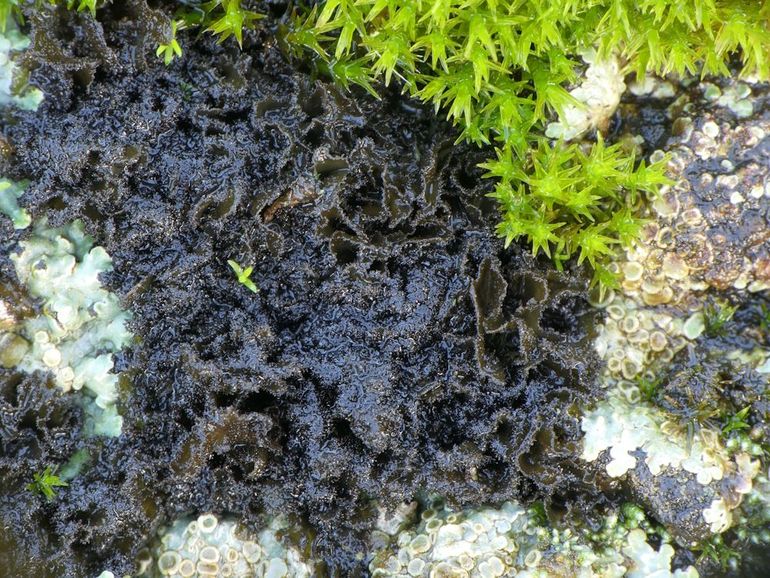 Schuursponszwelkorst (Scytinium magnussoni) op een dijk bij de Gelderse Poot. De grove isidiën op de rand van de lobben geven deze soort haar naam