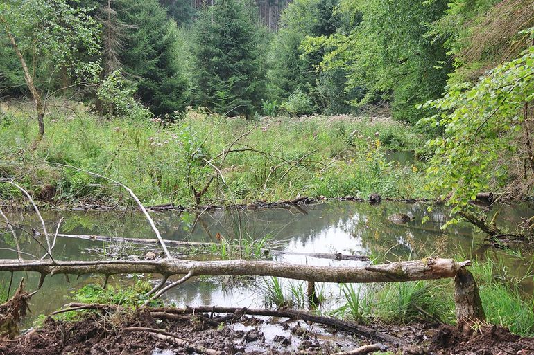 Bevers hebben het smalle beekdal omgevormd tot een bredere dalvlakte, waar veel sediment wordt ingevangen en waar beverdammen, -meertjes en -moerassen de dalvlakte als rijstterrassen vullen. De bevermoerassen staan vol met bloeiende moeraskruiden, zoals koninginnekruid, moerasspirea en grote wederik