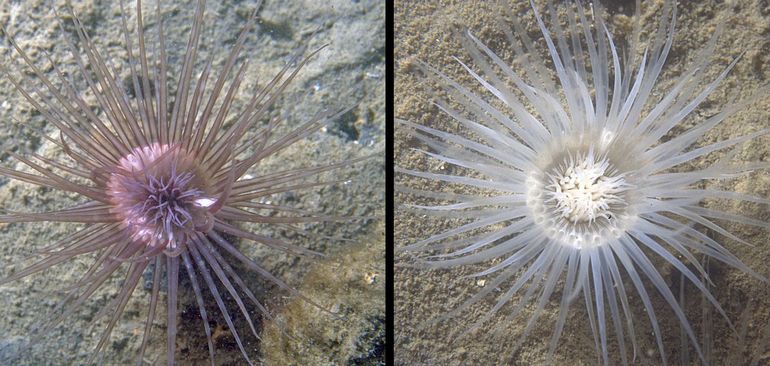 Twee kleuren van de Viltkokeranemoon als ze prachtig uitstaan in normale toestand