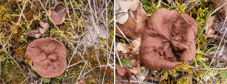 Grote voorjaarsbekerzwam (Discina ancilis)