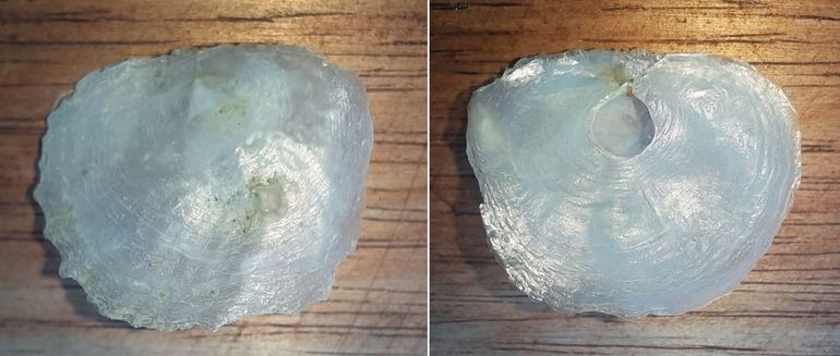 In de rechterklep zit een karakteristiek gat. Deze klep zit bij het levende dier onder en is afgedekt door de niet doorboorde, vaak bollere linkerklep. Door het gat steekt bij het levende dier de byssusprop of -steel: een verkalkte bundel hechtdraden waarmee het dier stevig aan de ondergrond is verankerd. Exemplaar uit de Oosterschelde, Zoeterbout, 23 augustus 2026