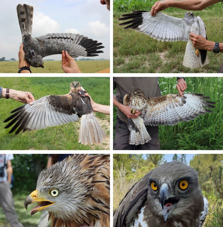 Figuur 1: gezenderde individuen van de zes onderzochte roofvogelsoorten (van links naar rechts en boven naar beneden: grauwe kiekendief, blauwe kiekendief, bruine kiekendief, buizerd, rode wouw, slangenarend