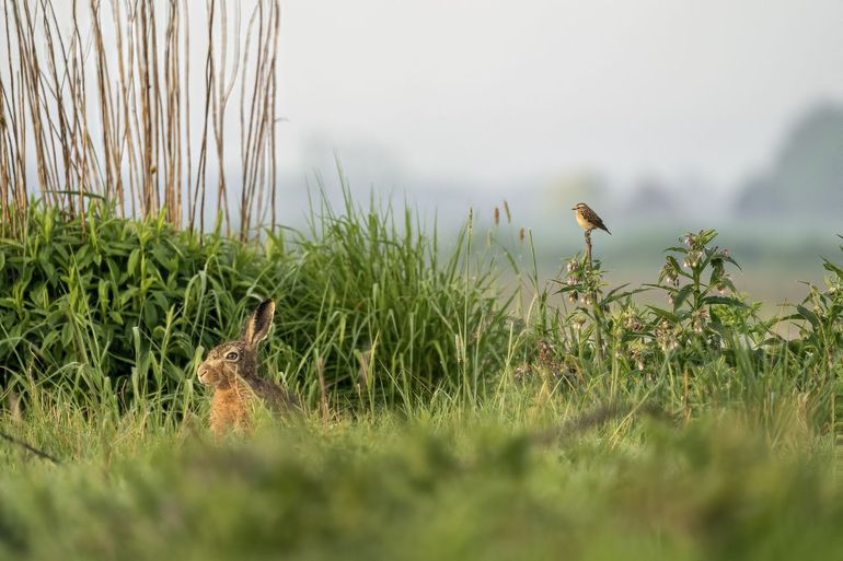 Paapje, een van de soorten op de Rode Lijst, zit op een paal